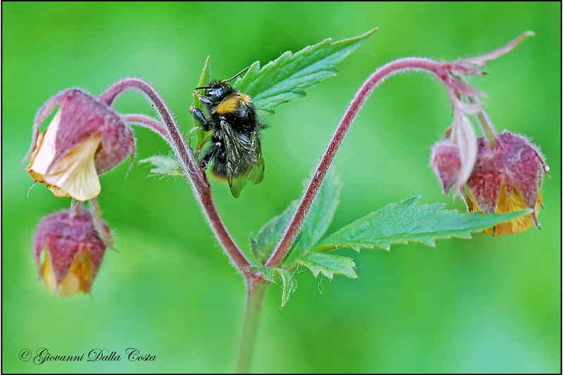 dorme tra i fiori (Bombus cfr lapidarius)